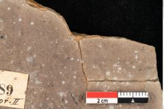 Foto (Detailansicht) von Myrica lignitum (Unger) Saporta (NHMW-GEO-2024-0188-0489)